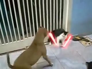 jedi cat vs pitbull